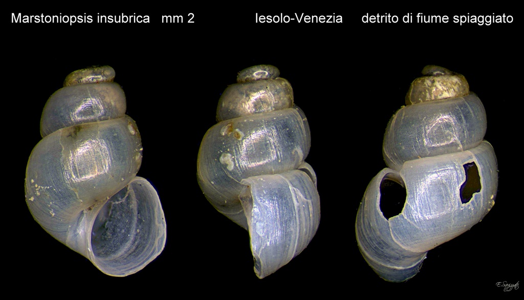 Marstoniopsis insubrica